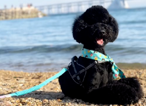 全靠邻居喂它才活下来的巨型贵宾犬，卸下厚厚铠甲后发现它竟这么好看
