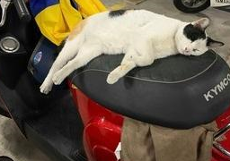 男子车座上躺了一只猫，睡醒后也赖着不走