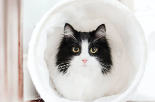 女研究生养猫反向将自己关进笼子:为了给猫咪更大的活动空间_宠界新闻