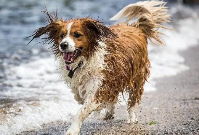 三点水反犬旁加一个奇字 三点水反犬旁加一个奇字