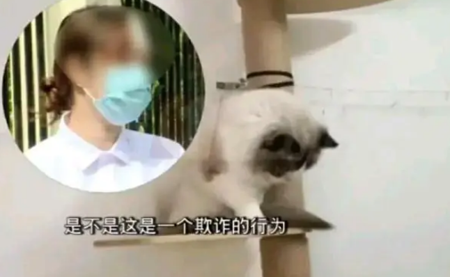 一女子收3000元将布偶猫借去配种，对方称没配上，不仅不还，还殴打猫主人