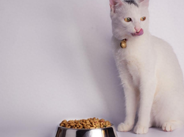 壹萌品牌助力国产猫粮崛起，走上国际化已不再是遥远的梦