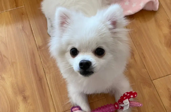 博美把你当妈妈的表现