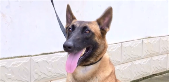 8头马里努阿犬！没满月，奶萌奶萌的，犬妈妈却受伤了！
