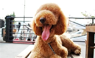 巨型贵宾犬吃什么食物