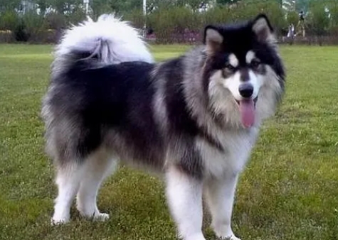 阿拉斯加犬好养吗?优缺点有哪些 阿拉斯加犬好养吗?优缺点有哪些