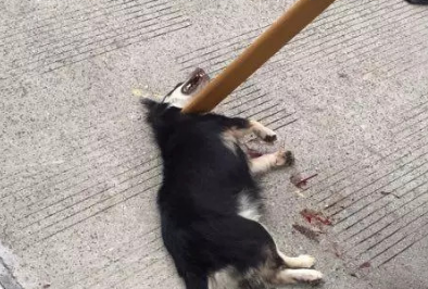 5名网民到将狗打死男子家门口滋扰，被依法传唤 