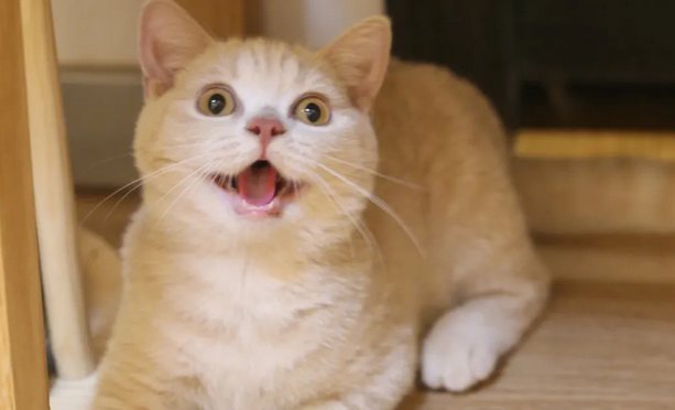 猫咪有这10个表现,证明它“智商高”,别小瞧它了 猫咪有这10个表现,证明它“智商高”,别小瞧它了
