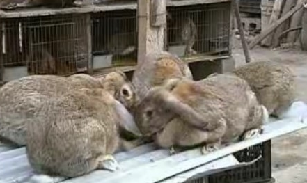 怎么训练公羊兔的大小便?先准备好厕所 怎么训练公羊兔的大小便?先准备好厕所