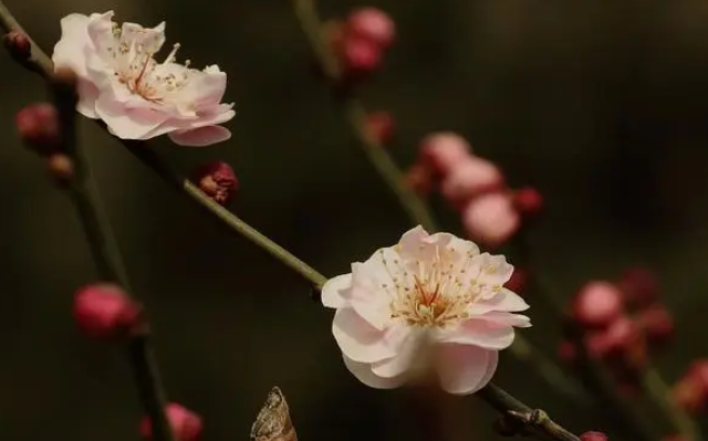 梅花香自苦寒来是什么生肖