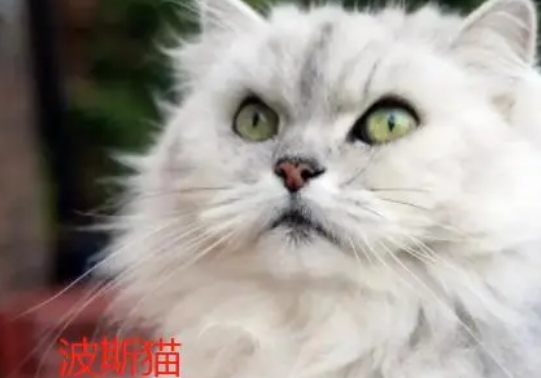 长得像鳌拜的猫叫什么?看看这几种 长得像鳌拜的猫叫什么?看看这几种