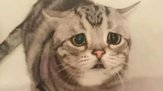 看到这图的时候想到的是生活和我,为小猫感到委屈还是忍不住笑 看到这图的时候想到的是生活和我,为小猫感到委屈还是忍不住笑