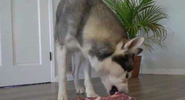 小主人给狗狗喂牛排,狗狗乖乖等待投喂,下一秒请憋住别笑 小主人给狗狗喂牛排,狗狗乖乖等待投喂,下一秒请憋住别笑