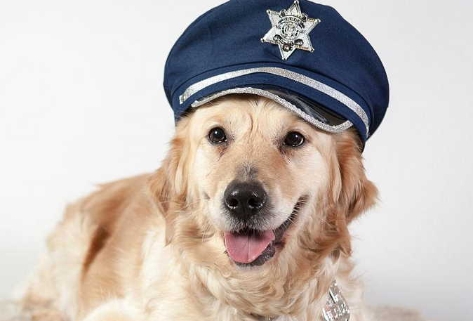  重庆市民捡到金毛“警犬”送到警局，只会卖萌毫无威武