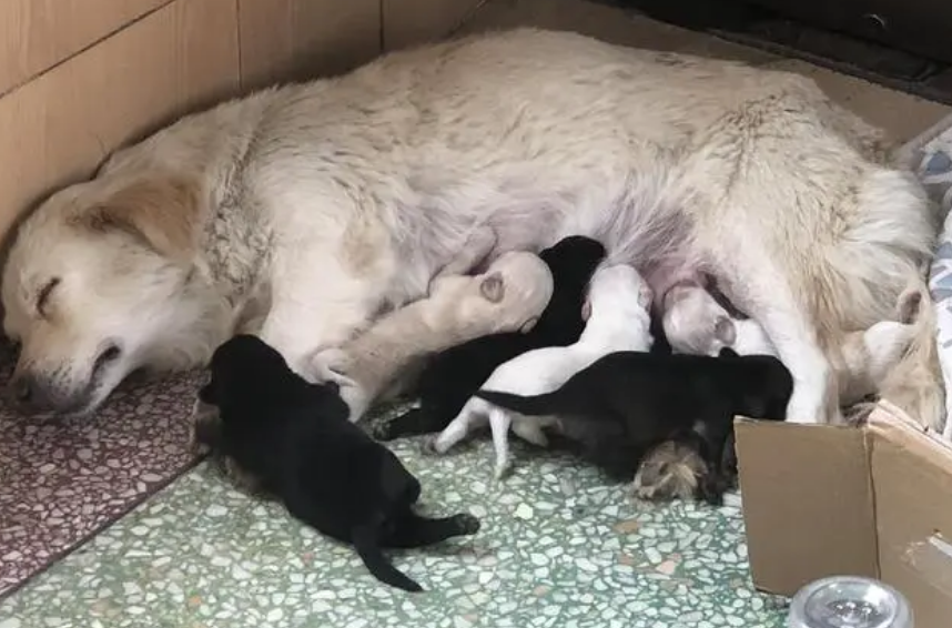 生完孩子不打算母乳怎么做 生完孩子不打算母乳怎么做