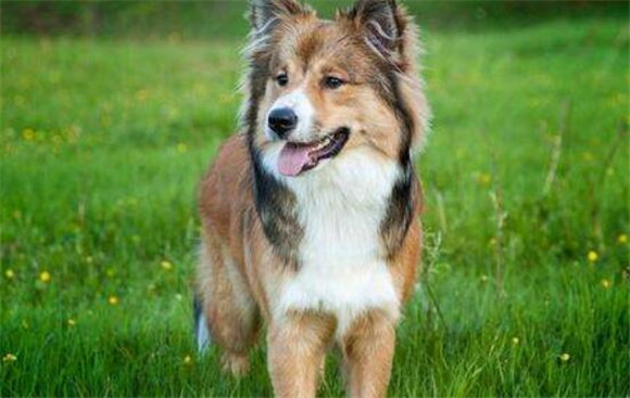  冰岛牧羊犬好养吗，最好定期给它们体检