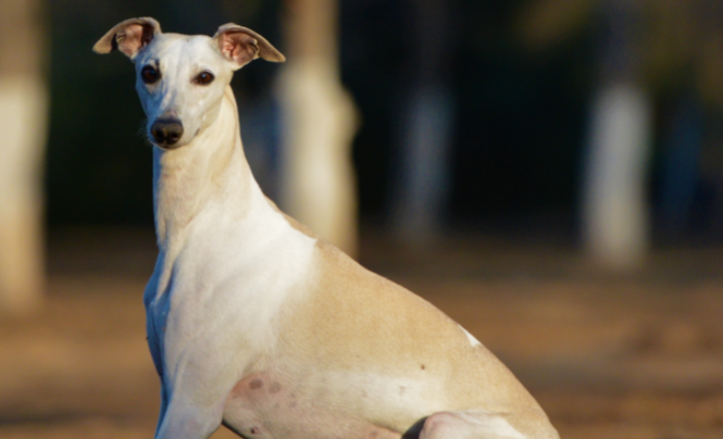 惠比特中大型犬粮