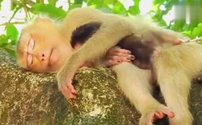 猴子懒吗 猴子懒吗