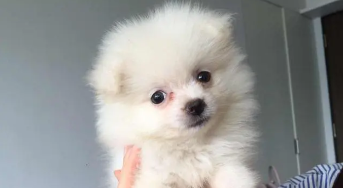 博美犬认主人的表现 博美犬认主人的表现