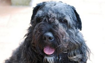 法兰德斯畜牧犬的特点,勇敢又不缺乏稳重 法兰德斯畜牧犬的特点,勇敢又不缺乏稳重