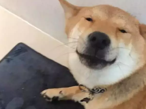 柴犬拆家被抓，主人正准备教训，不料它还有“独门绝招”：眯眯眼 