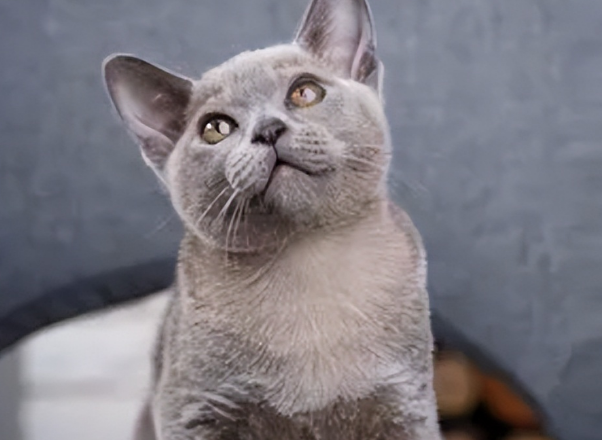 夏特尔猫的外观与体形介绍 夏特尔猫的外观与体形介绍