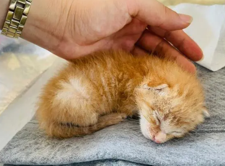 1到12个月橘猫变化图 1到12个月橘猫变化图