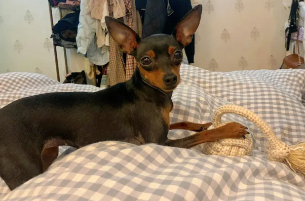 小鹿犬最迟几个月立耳
