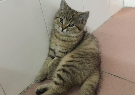 爸爸是英短银渐层妈妈是美短,生出来的猫却是这模样,想哭 爸爸是英短银渐层妈妈是美短,生出来的猫却是这模样,想哭