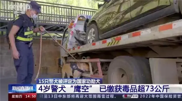 4岁警犬“鹰空”缴毒超73公斤 获评功勋犬