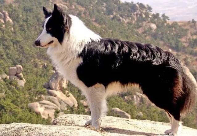 边牧为什么不能当警犬