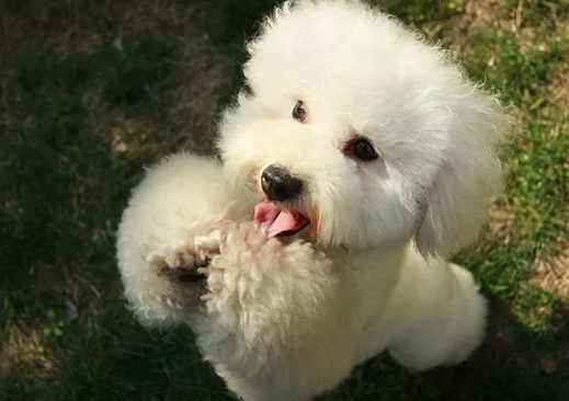可爱的贵宾犬突然瘫痪，医生说出的原因，让主人后悔不已...