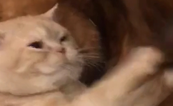 金毛被猫压迫久了，终于爆发一次，却看的主人一身冷汗！