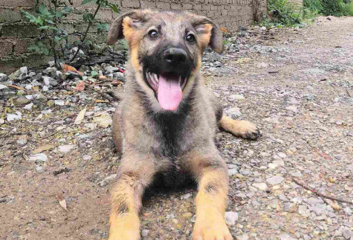 为什么养昆明犬的不多