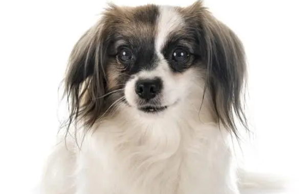 短毛蝴蝶犬好养吗 短毛蝴蝶犬好养吗
