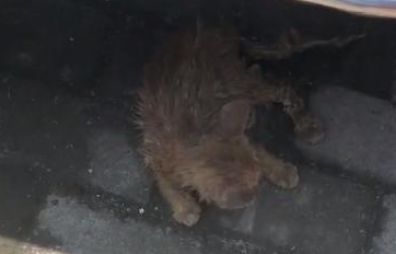 路遇一只生病严重的小猫,女子观察几天后于心不忍,带回家收编 路遇一只生病严重的小猫,女子观察几天后于心不忍,带回家收编
