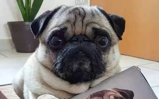 八哥犬有什么优缺点