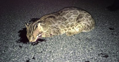 滦平境内首次发现野生豹猫