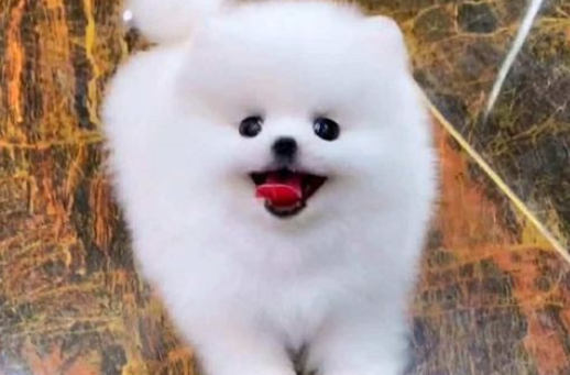小博美狗狗多少钱一只 小博美狗狗多少钱一只