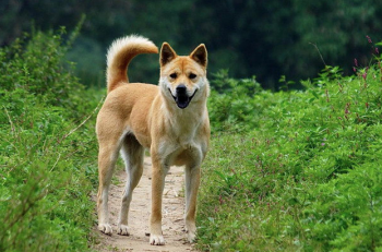 土狗和狗狗的区别 土狗和狗狗的区别