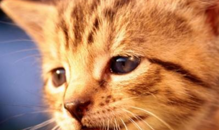 铲屎官要出远门,招免费租客照顾猫咪,猫主子安逸了自己还脱了单 铲屎官要出远门,招免费租客照顾猫咪,猫主子安逸了自己还脱了单
