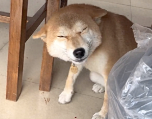 狗狗做错了事情，躲在桌子下面一脸的谄媚笑容，都不忍骂它了！