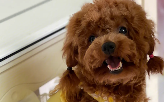 厉害了！泰迪犬挑战世界第一天空悬廊