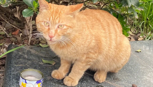流浪猫奄奄一息 爱心市民连夜送治终获救 流浪猫奄奄一息 爱心市民连夜送治终获救
