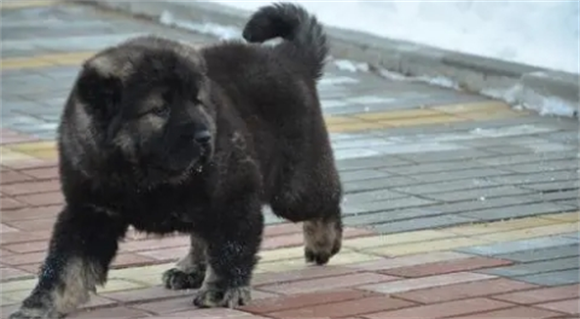 高加索犬怎么看纯不纯