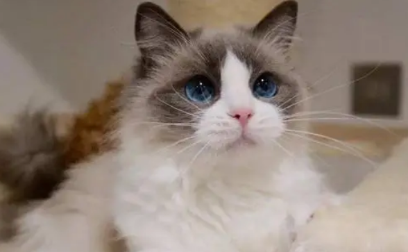 2.5万买入布偶猫竟先天缺肾？猫主起诉商家要求退一赔三