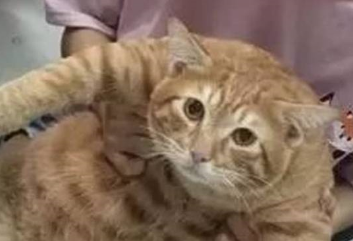 橘猫成学霸猫:我橘猫乞求有姓名,于是它拥有了一张学生证! 橘猫成学霸猫:我橘猫乞求有姓名,于是它拥有了一张学生证!