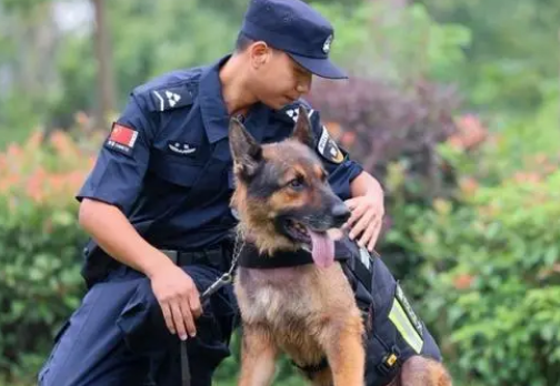 节日我在岗！功勋犬“疾风”的最后一班岗