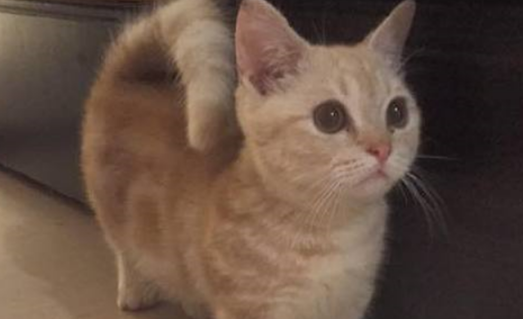 小猫咪泪光盈盈哀求要吃剩饭,主人坚决表示绝对不行!让人寒心? 小猫咪泪光盈盈哀求要吃剩饭,主人坚决表示绝对不行!让人寒心?