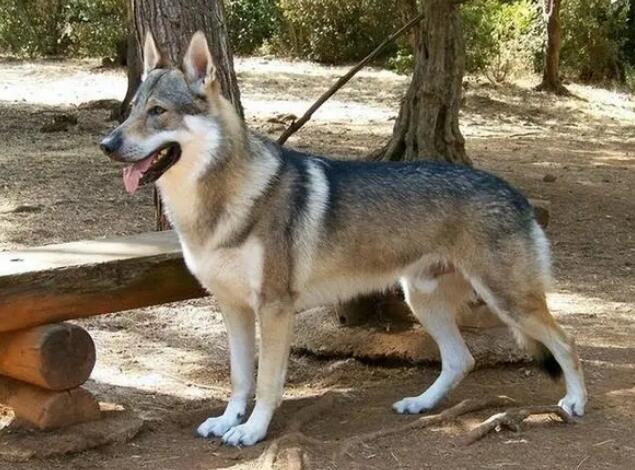 养捷克狼犬会被抓吗